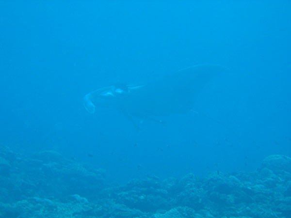manta.jpeg