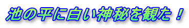 池の平に白い神秘を観た！