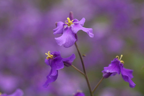 �����T�L�n�i�i