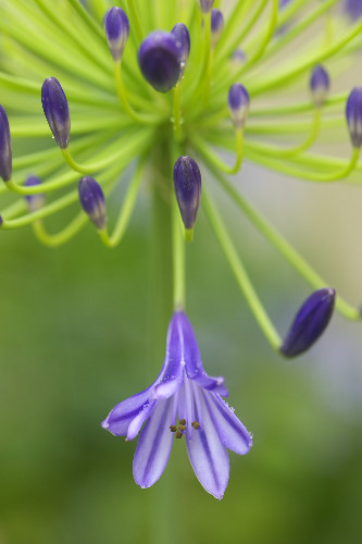 �A�K�o���T�X