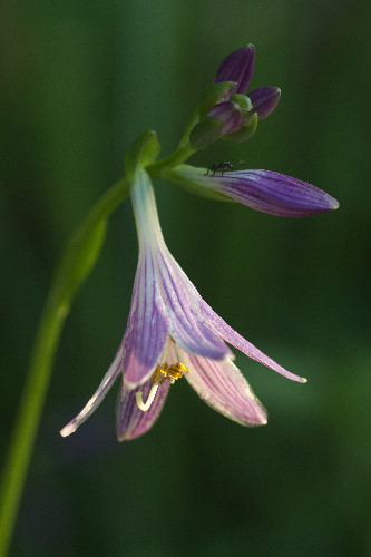 �X�W�M�{�E�V