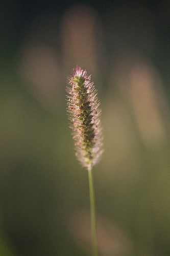 �����T�L�G�m�R���O�T