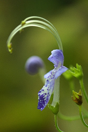 �J���K�l�\�E