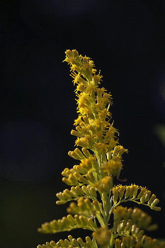 �Z�C�^�J�A���_�`�\�E