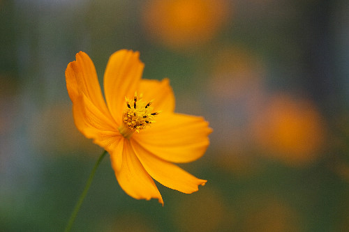 �L�o�i�R�X���X