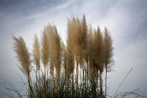 �p���p�X�O���X