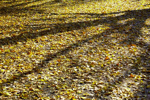 ��ǂ̗����t