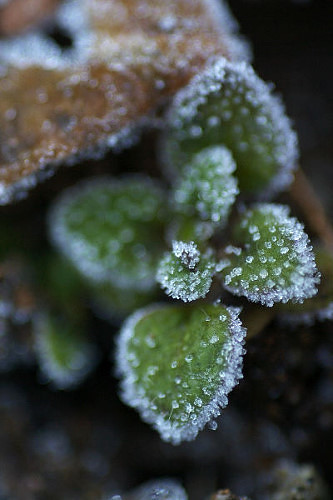 No.504�@���̉�