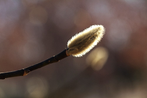 No.509�@�h�΂��Q