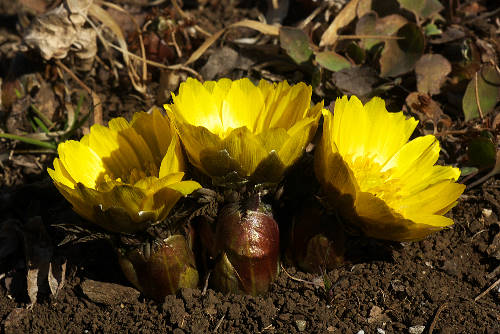 No.511�@������