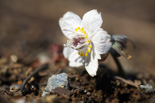 No.513�@�ߕ���