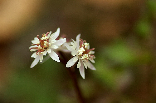 No.514�@�Z���o�I�E����