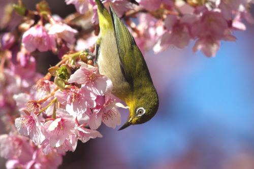 No.515�@�͒Í��ƃ��W��