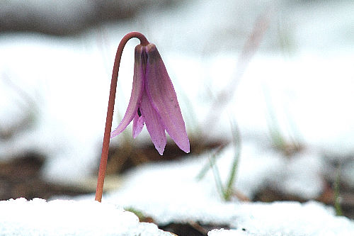 No.516�@�ЌI�̉�