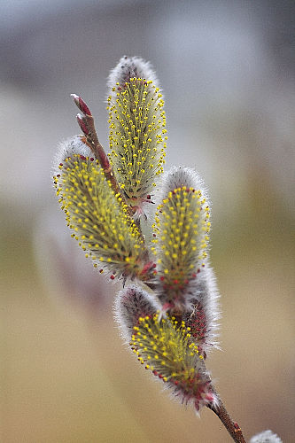 No.517�@�l�R���i�M