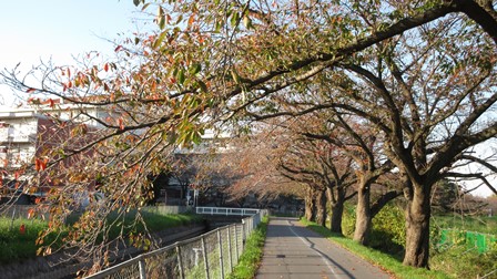 写真11