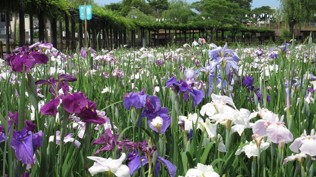 写真1