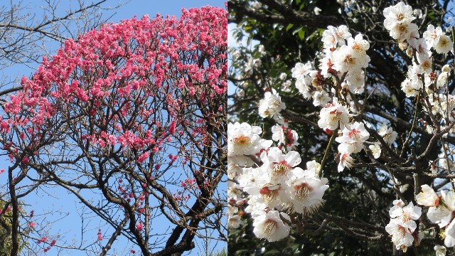 写真6