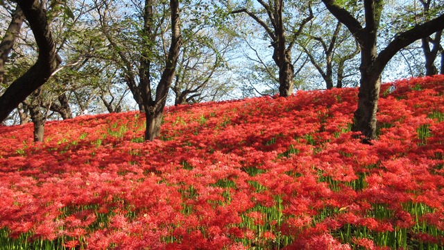 写真1