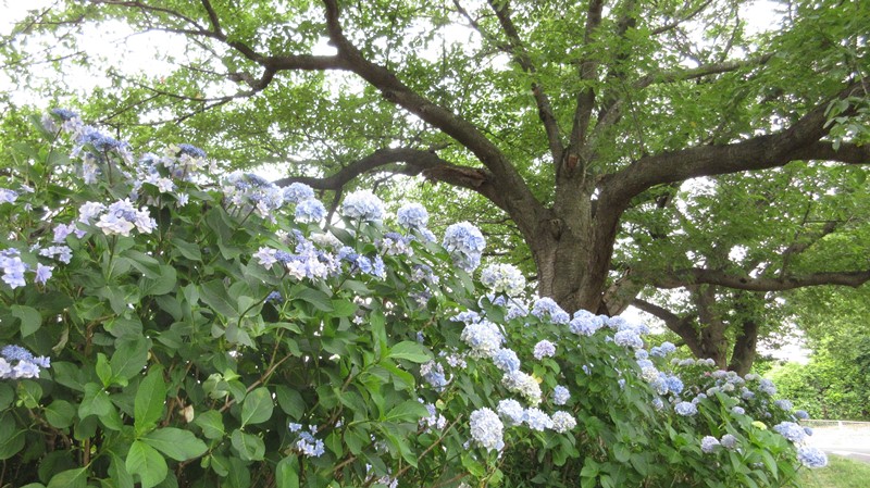 写真2
