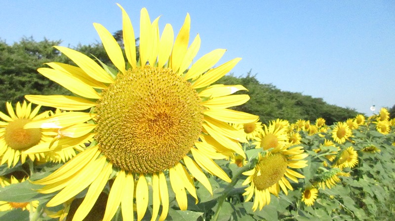写真4