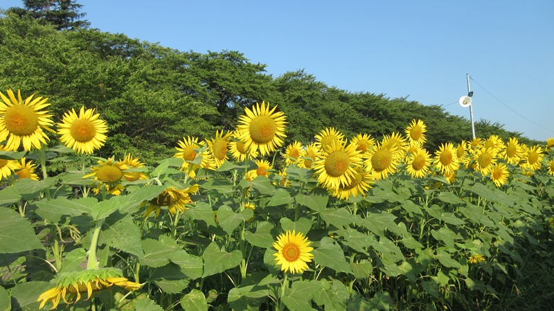 写真4