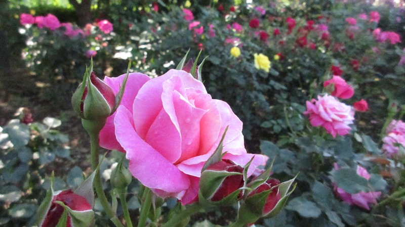 写真1