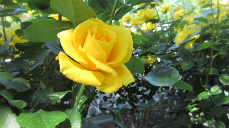 写真6