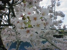 まだまだ桜も見ごろですた!