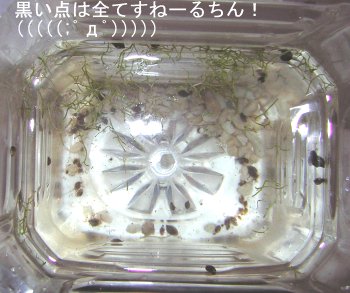 E炪Gr̖S[IiDMj