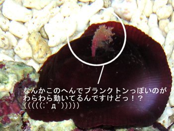 C\MʂHiDMj