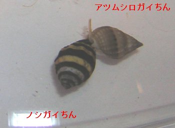 mVKC񁕃AcVKC̃c[Vbg