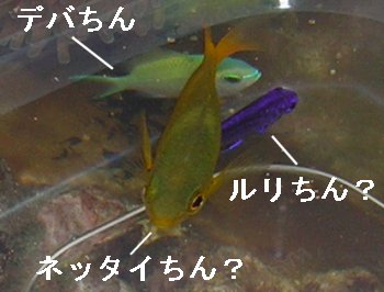 XY_CRƁI