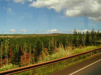 コーヒーの木って初めて見たな