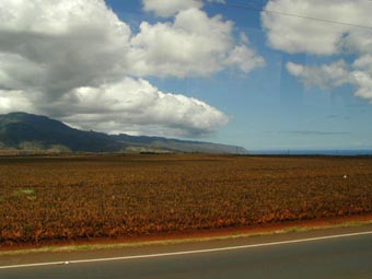 パイナップル畑