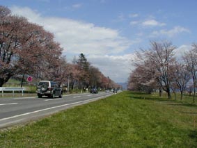 この桜並木が延々と続く様は圧巻