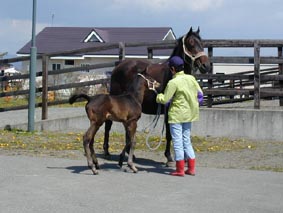おうまのおやこはなかよしこよし〜〜♪
