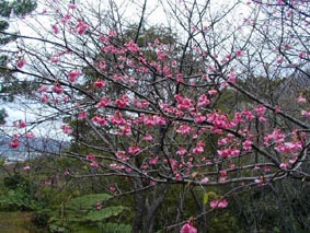 寒緋桜は花を下向きに咲かせます