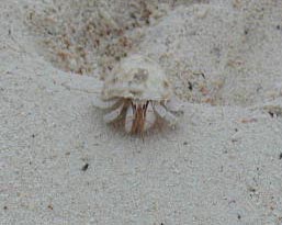 ヤドカリさん発見!