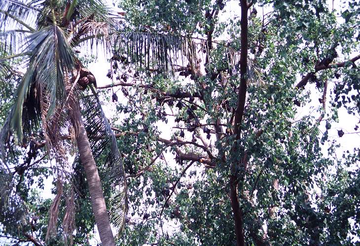 ��������̂�������