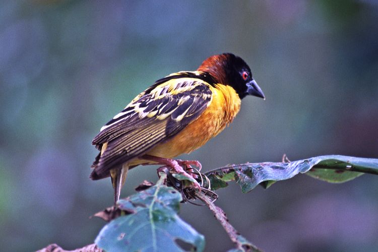 ���̃A�b�v