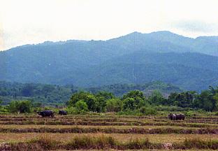 Landscape of Muang Sing