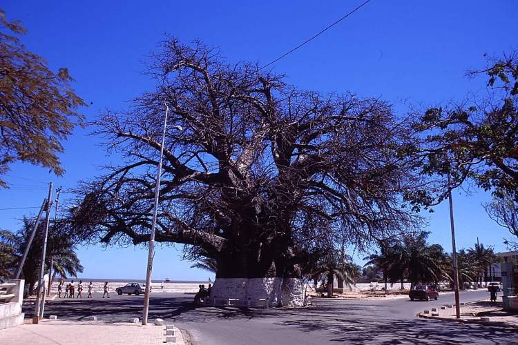 old baobab