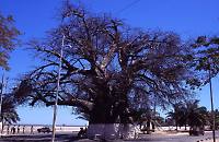 Old baobab 1