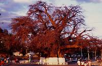 Old baobab