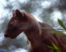 fossa