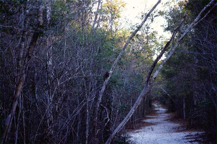 �g���C���`