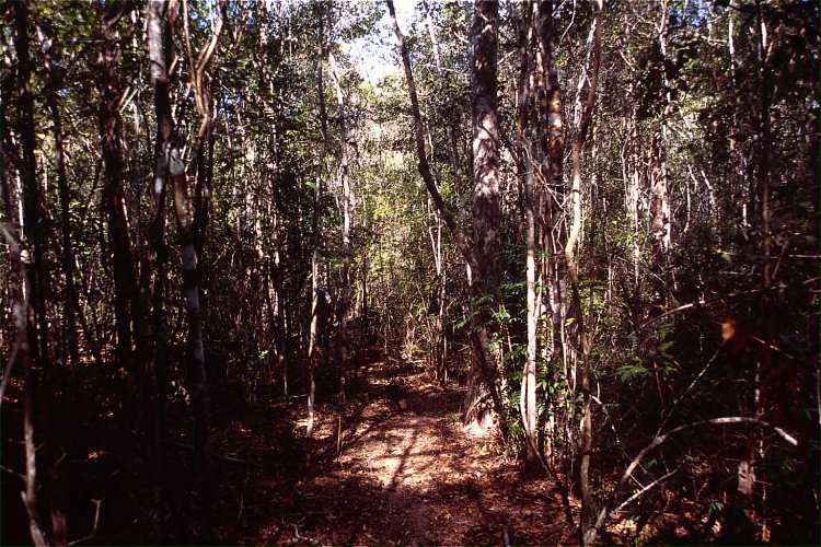 �g���C���a