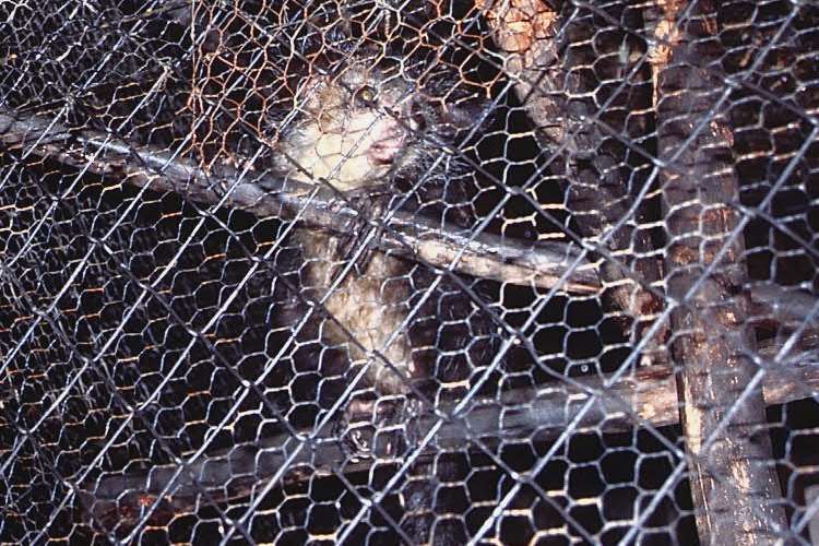 aye-aye アイアイ