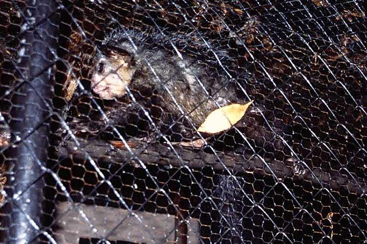 aye-aye アイアイ